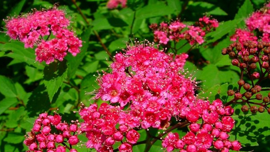 高原の花　シモツケ