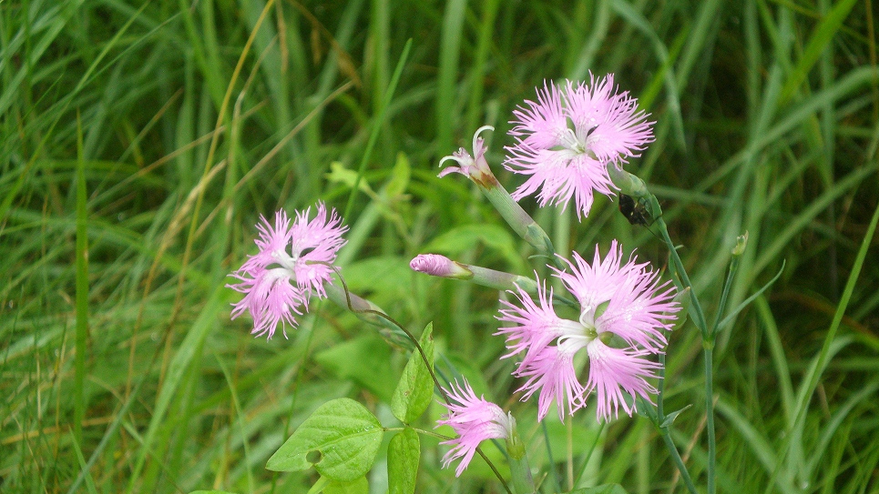 高原の花　カワラナデシコ