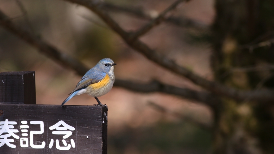 八ヶ岳高原ロッジ周辺に集う野鳥たち　ルリビタキ