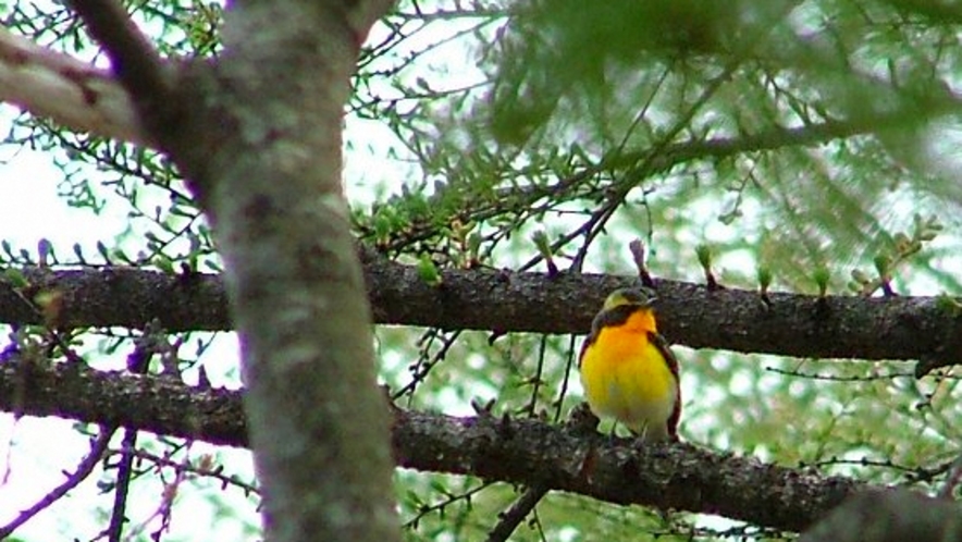 八ヶ岳高原ロッジ周辺に集う野鳥たち　キビタキ