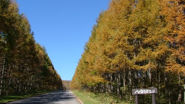 カラマツ並木　紅葉