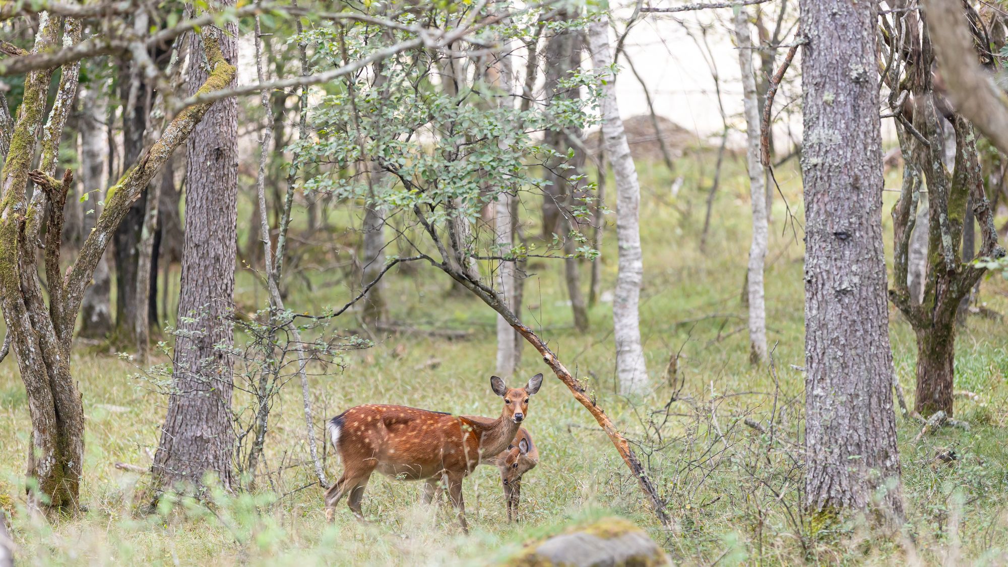 【ホテル周辺】周囲には鹿が姿を見せることもあります
