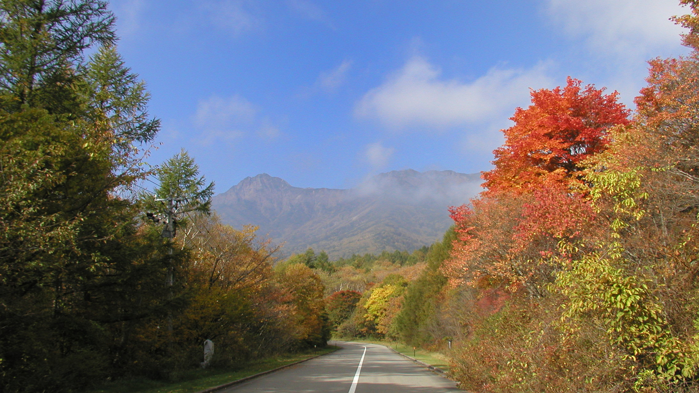 カラマツ並木　紅葉