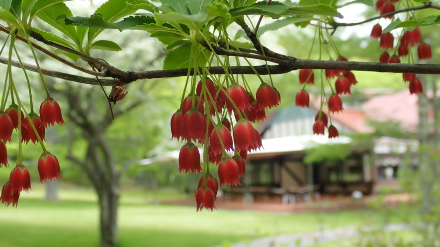 高原の花　ベニサラサドウダン