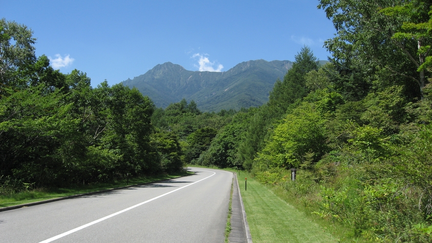 カラマツ並木　夏　八ヶ岳