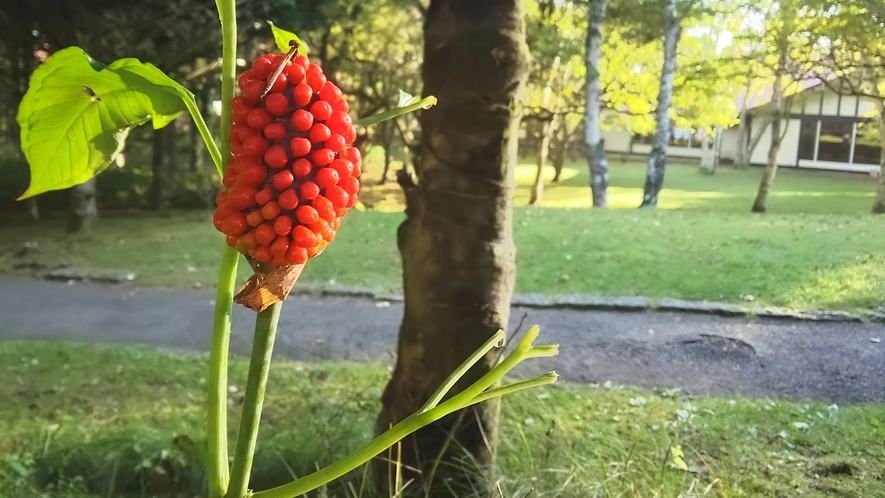 高原の花　マムシグサ（実）