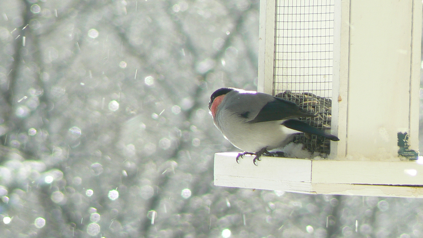 八ヶ岳高原ロッジ周辺に集う野鳥たち　ウソ