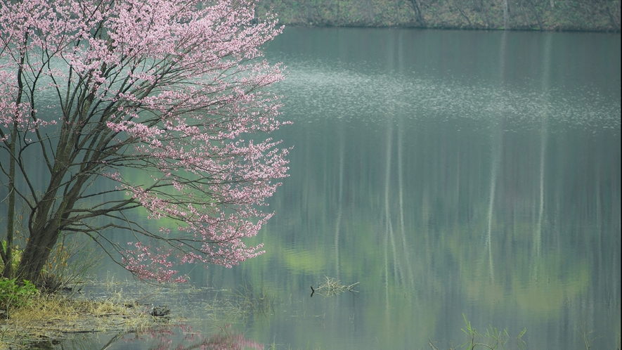 ふらのの丘　桜