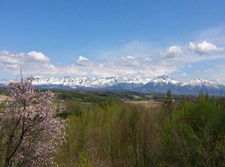 桜と十勝岳連峰