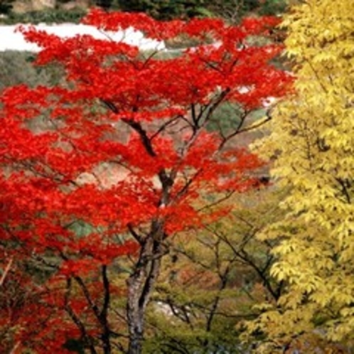 ■秋の西和賀紅葉