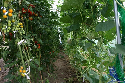 【朝食付】立岩三鬼物語と丹後の海幸・自家栽培野菜の朝ごはん