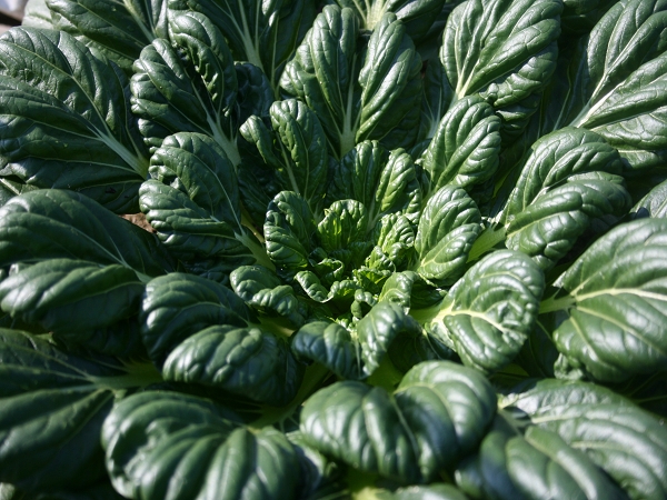 野菜ソムリエおすすめもやい鍋とは？？？自家栽培野菜たっぷり１泊２食プラン