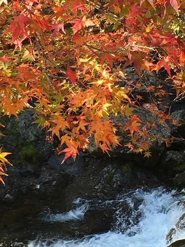 かわらび川　～秋～