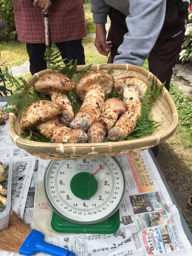 野迫川村の松茸