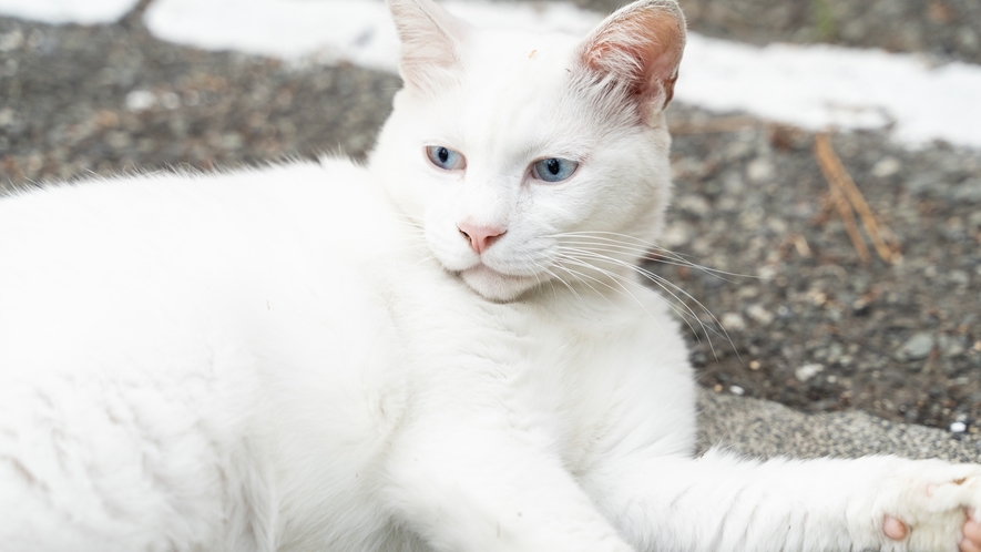 *【看板猫】「しろべえ」くん。青い目がチャームポイント。会えるかどうかは運次第・・・？