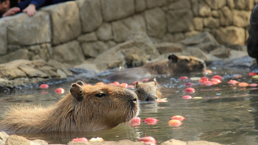 **【伊豆シャボテン動物公園（ペット可）】車で約80分。カピバラさんに癒されます