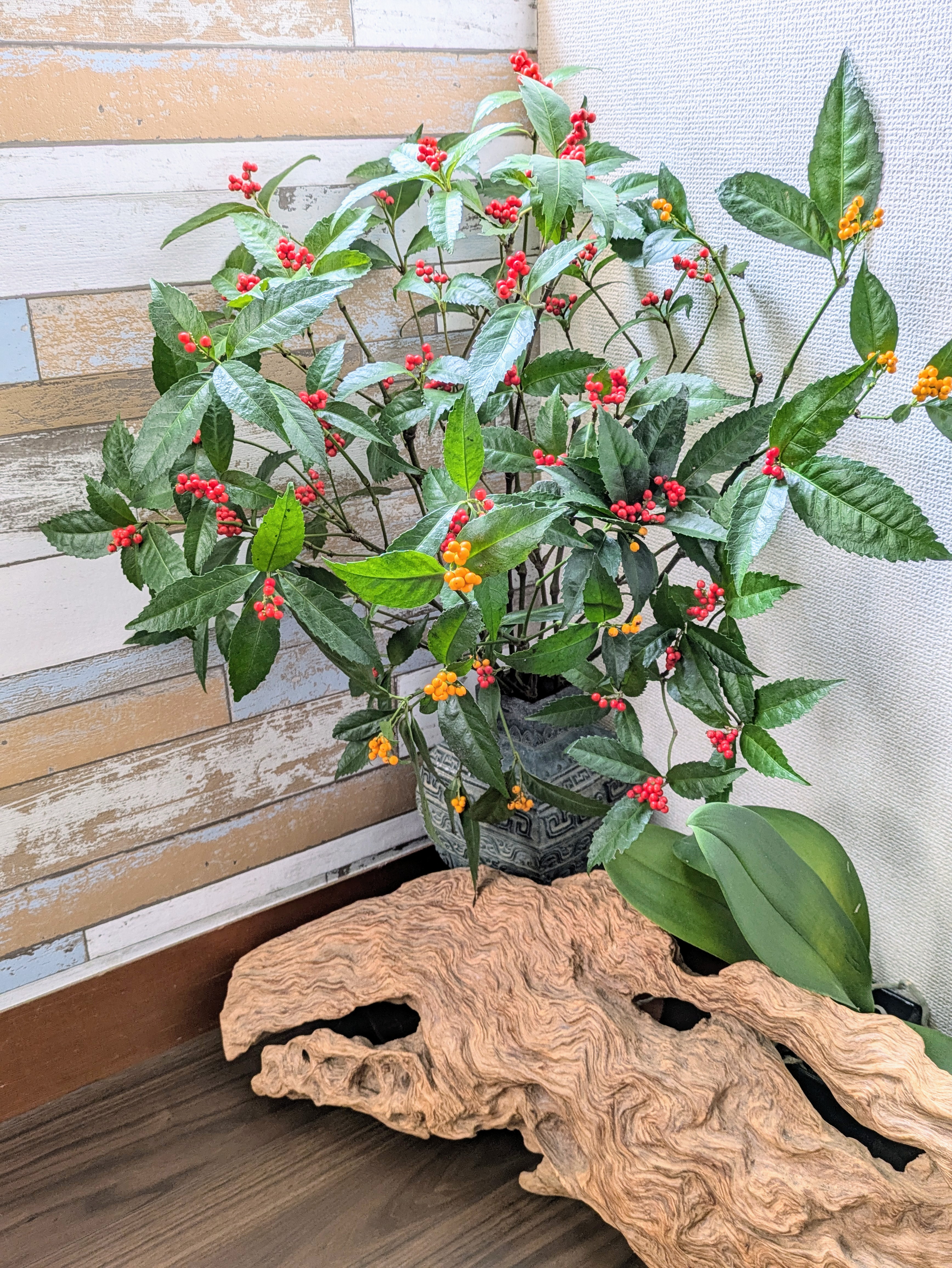 館内♦センリョウ花＆大将の流木アートが飾られてます。