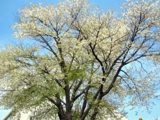 ＧＷの頃は山桜が満開です２