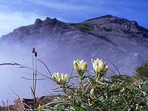 美しい高山植物「りんどう」