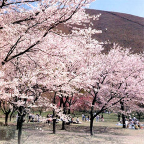 桜の里