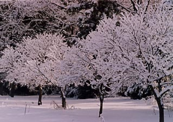 冬景色（複数の木）