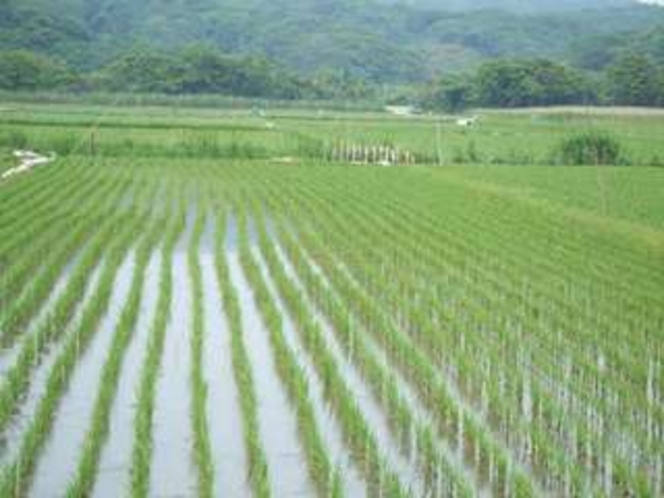 浜栄のお米は自家製、コシヒカリ