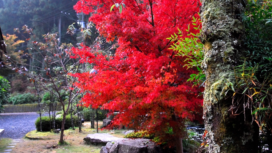 *■紅葉■秋には敷地内で素晴らしい紅葉がご覧いただけます。
