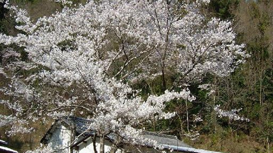 *■桜■春には敷地内の桜が満開に！静かな場所でのんびりお花を愉しみましょう♪