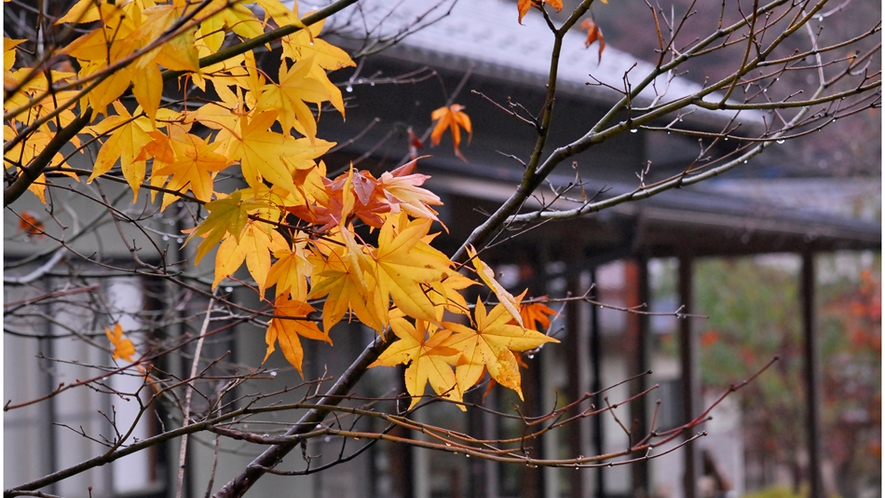 ■紅葉■秋には敷地内で素晴らしい紅葉がご覧いただけます。