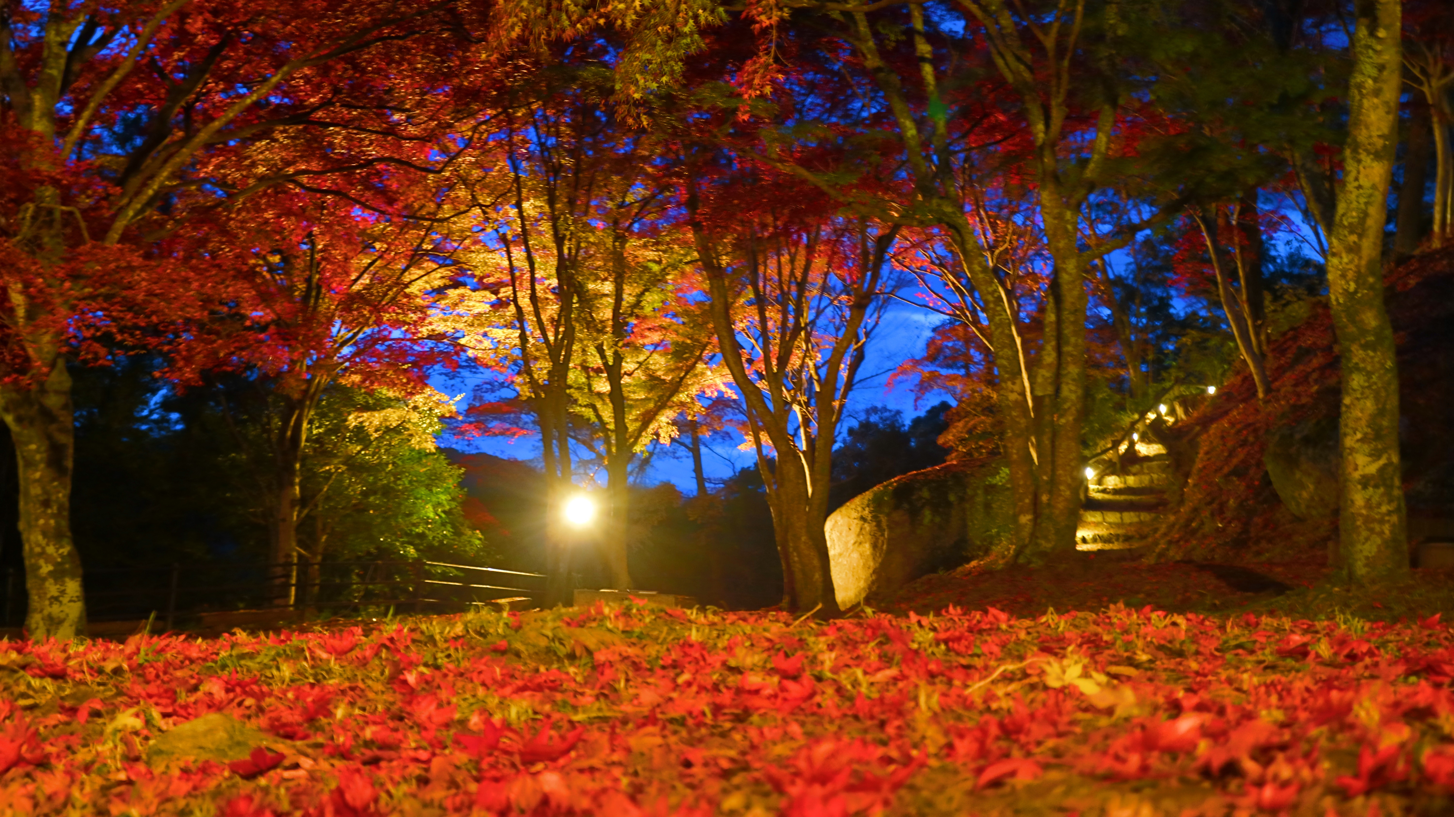 *【施設周辺】秋は紅葉がとってもキレイです♪もみじ公園では11月中夜のライトアップもございます＊