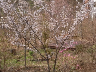 春の裏庭の風景
