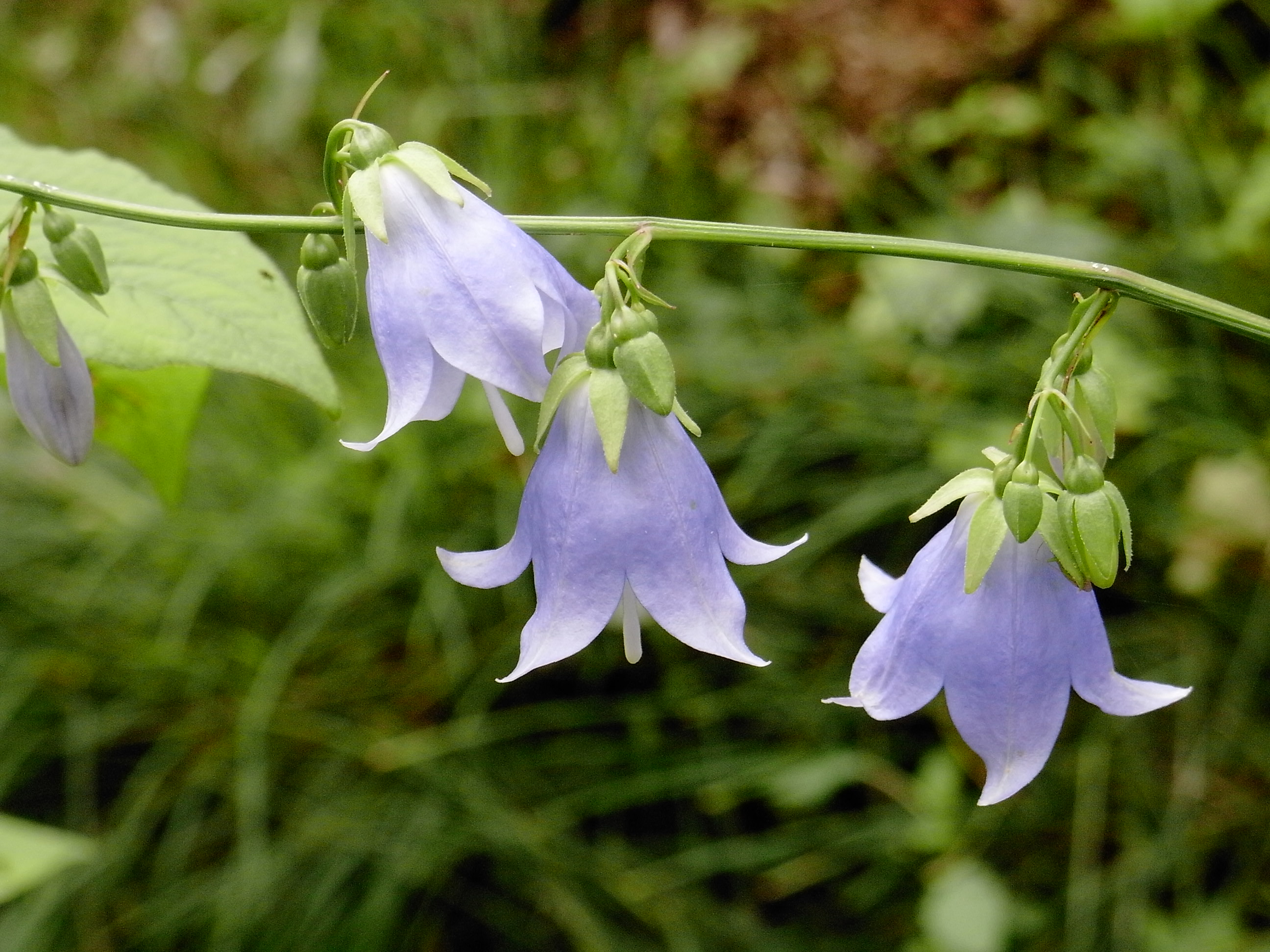 ソバナ・8月になると庭中で見られます