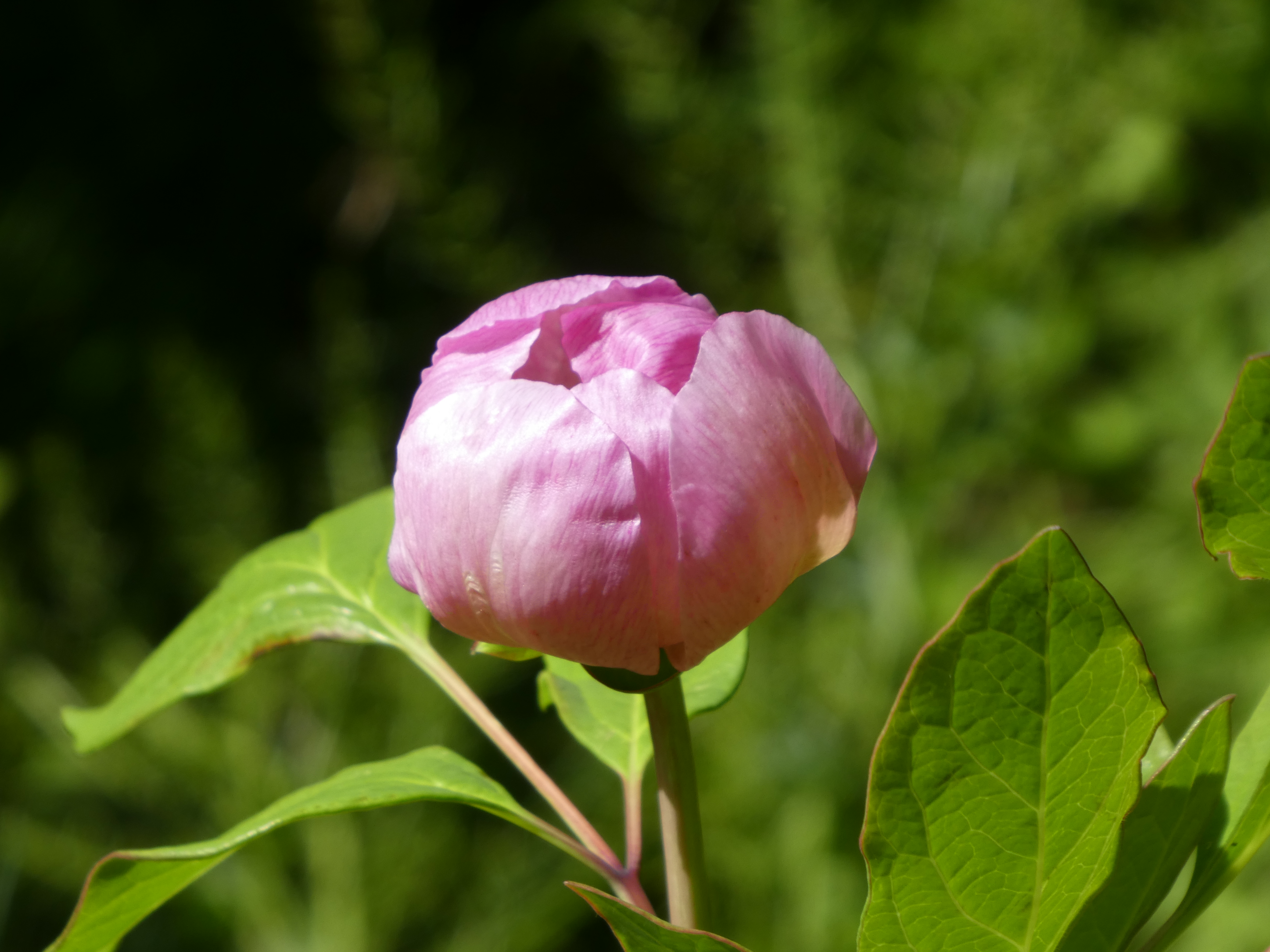 紅花ヤマシャクヤク