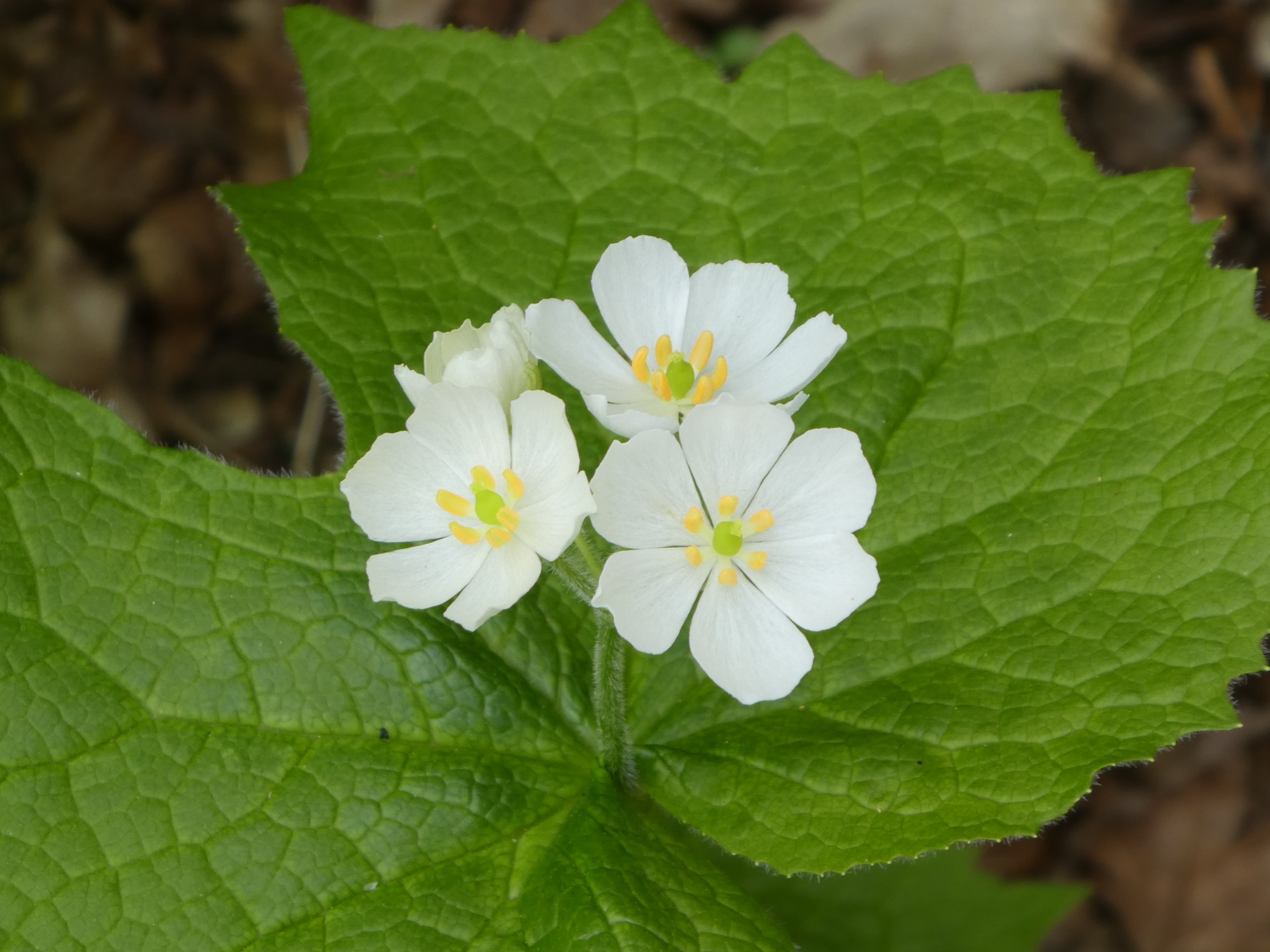 サンカヨウ、6月の庭で見られます