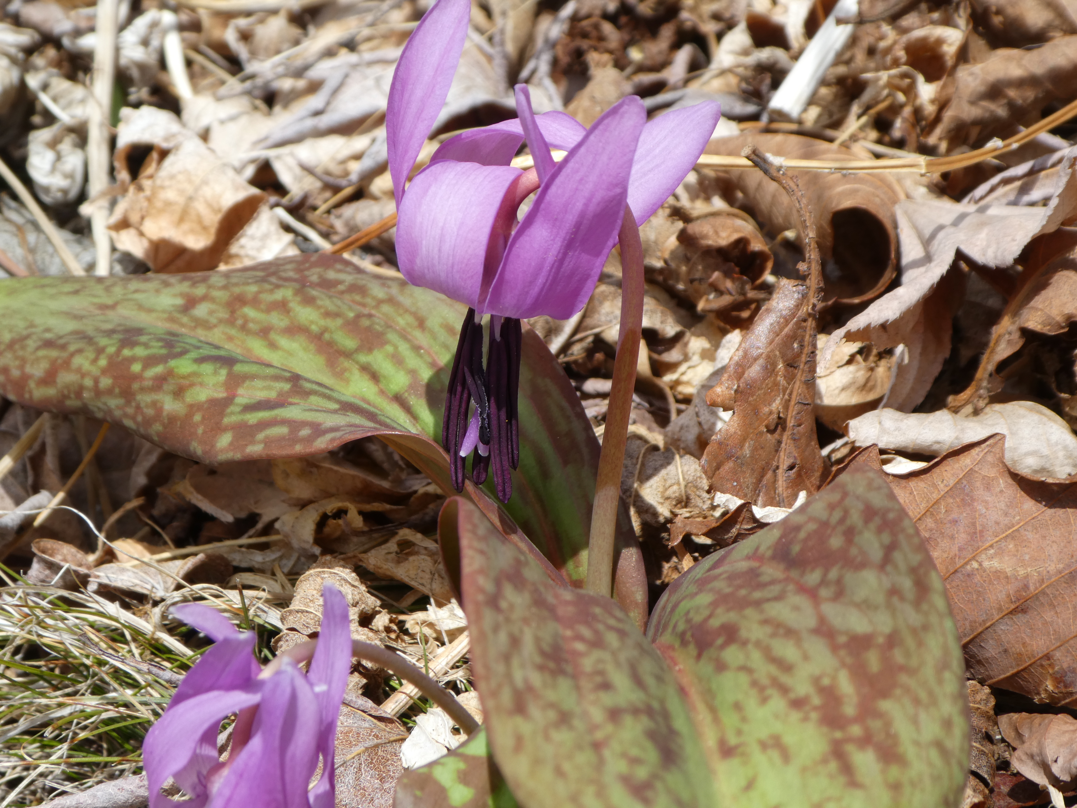 春の庭でみられます、カタクリの花