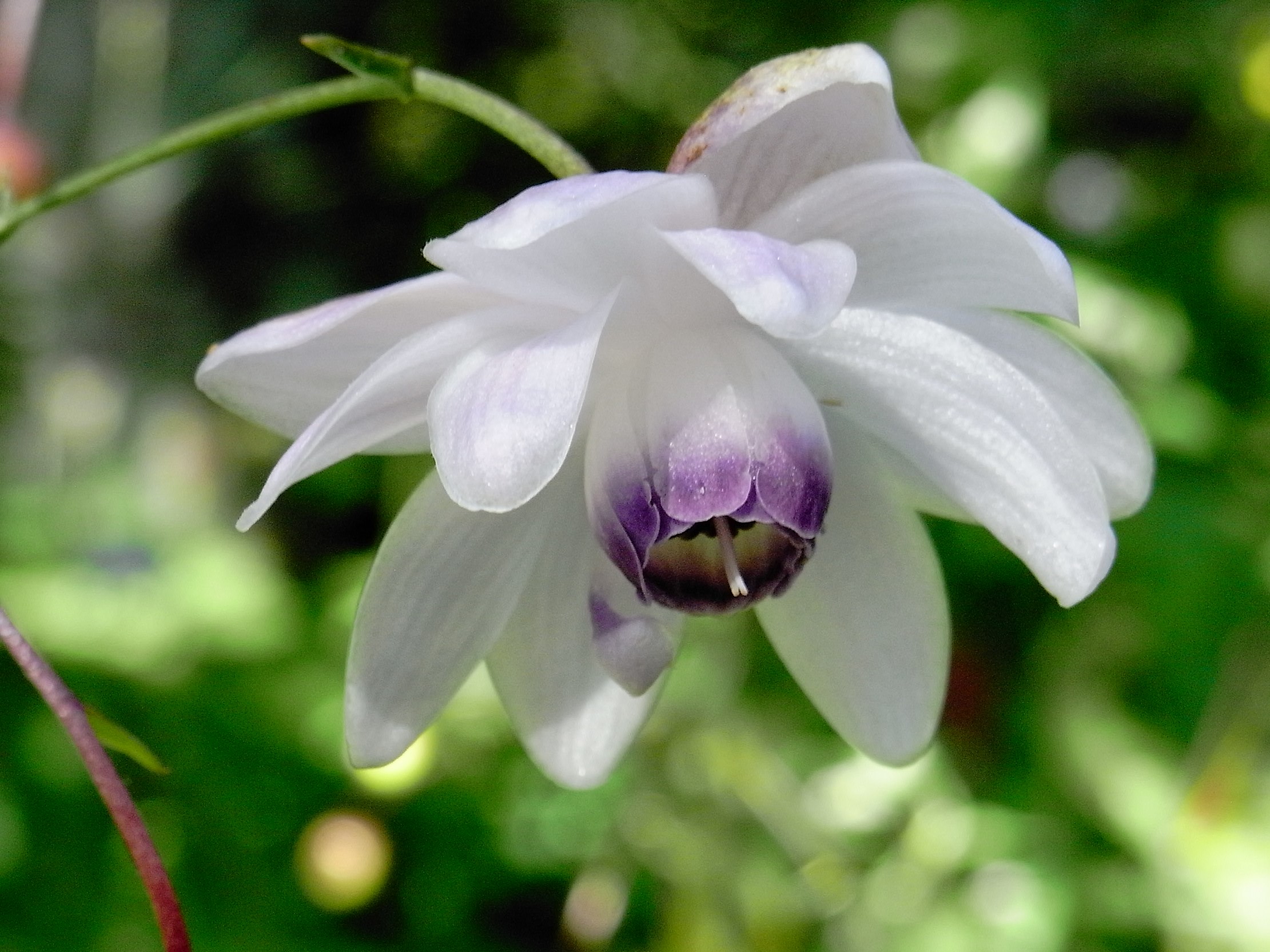 数百株のレンゲショウマ見られます