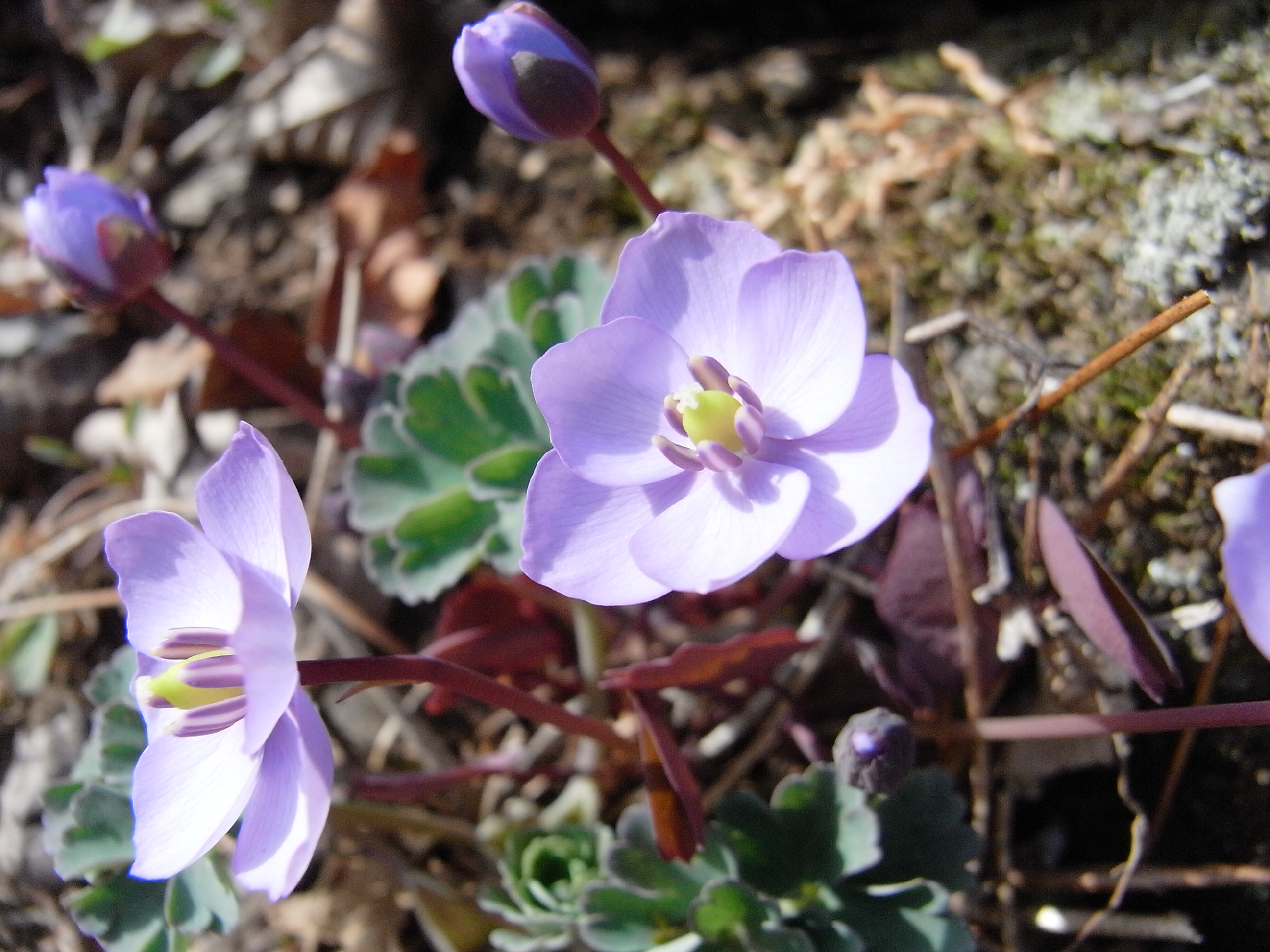 タッタ草・4月上旬頃