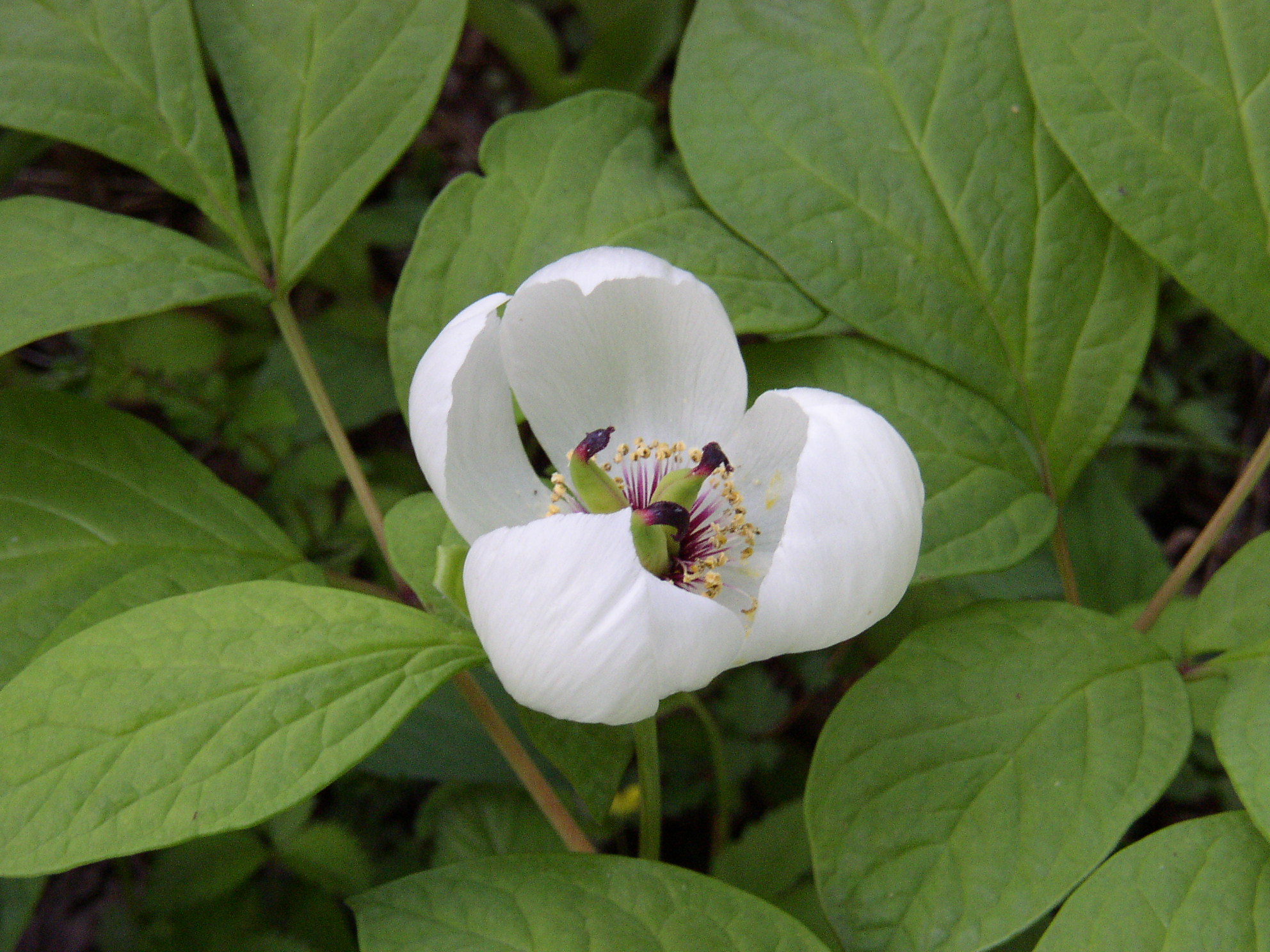 ヤマシャクヤク