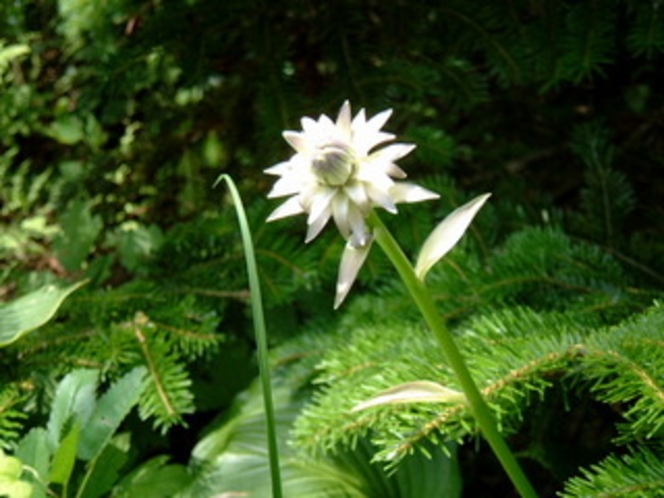 擬宝珠の花