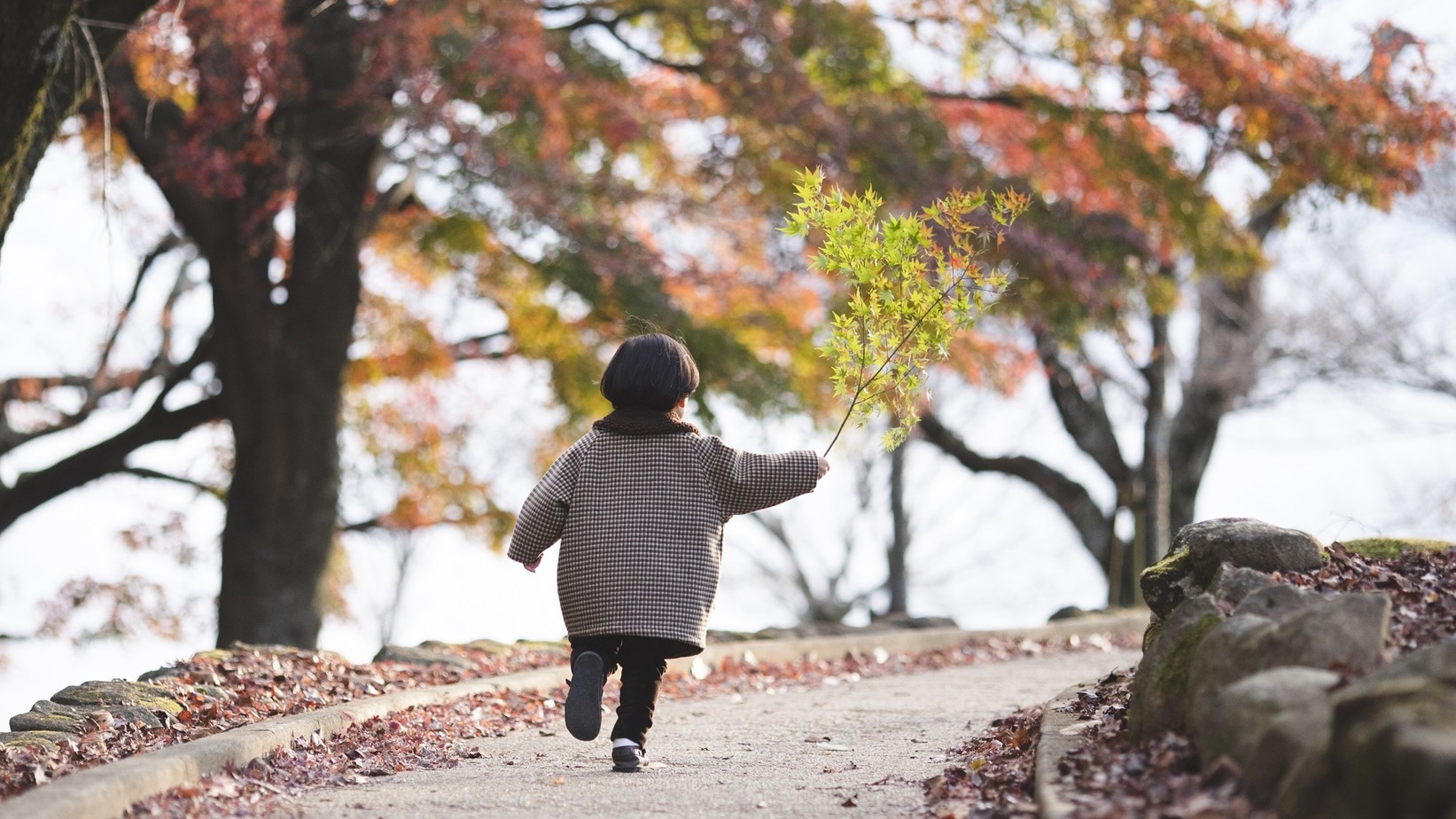 【秋限定！森林浴ウォーキングプラン】世界遺産の原始林でリフレッシュし、紅葉を満喫する安らぎの旅