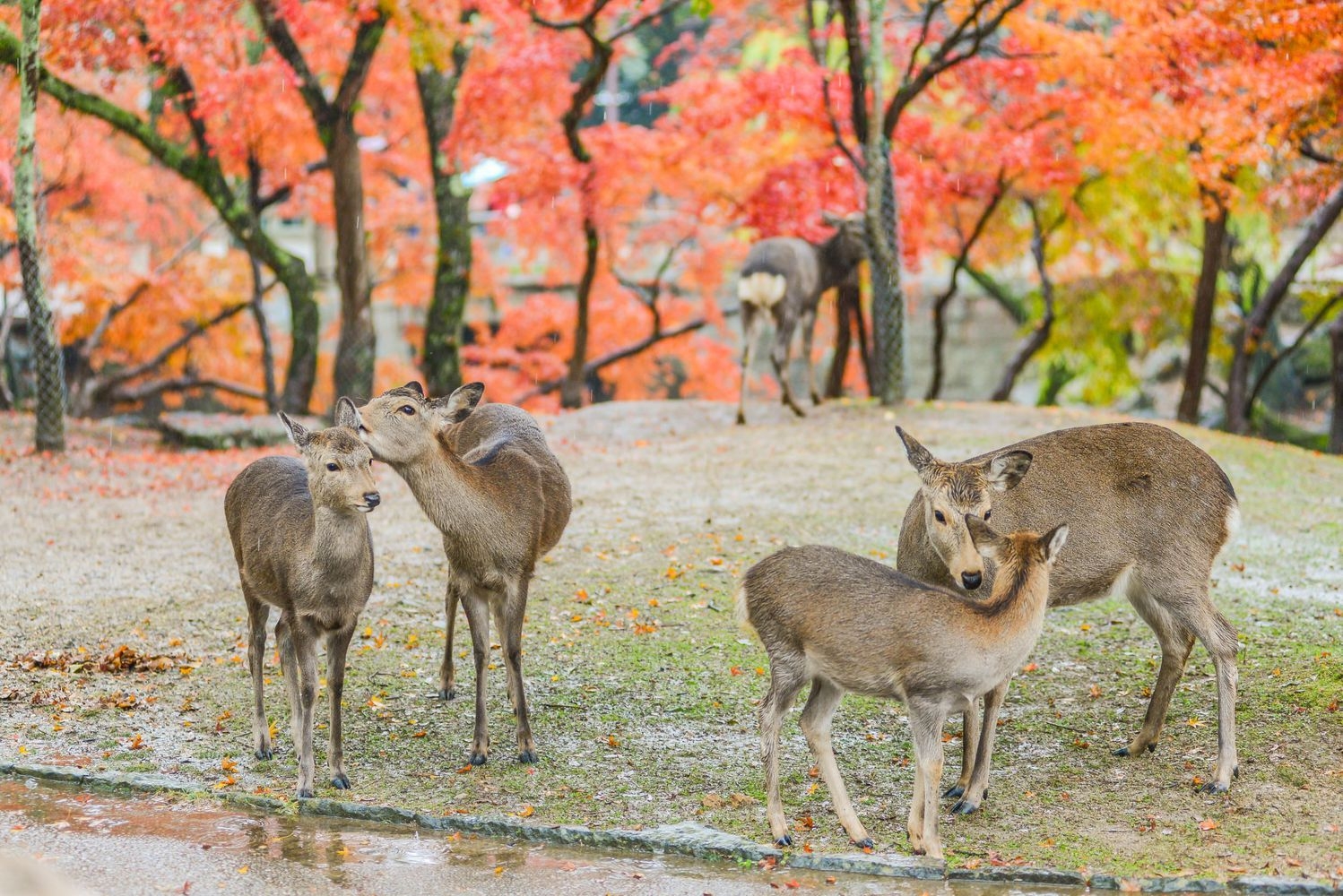 【10月、11月限定】世界遺産の原始林でリフレッシュ、紅葉を満喫する安らぎの旅