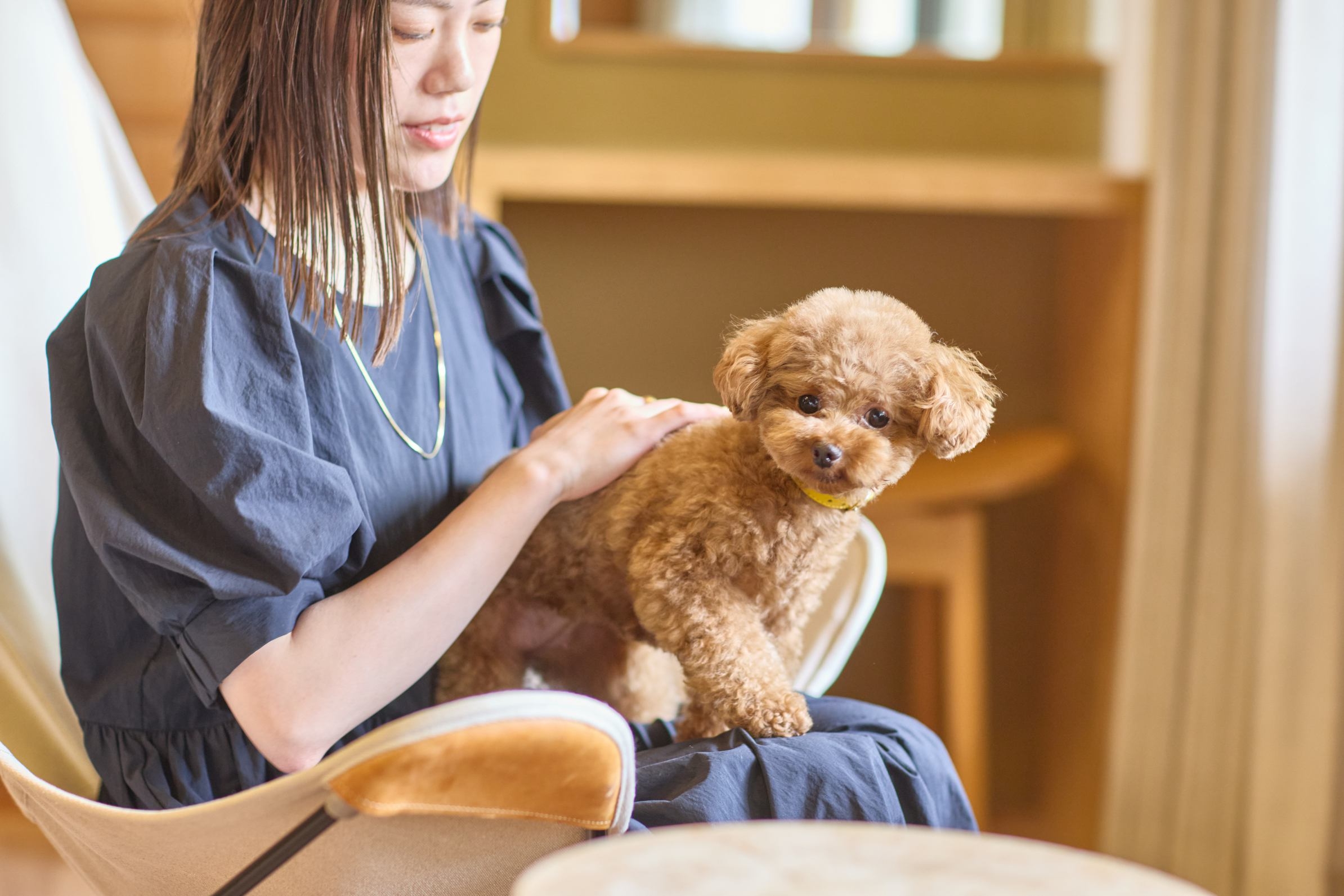 【愛犬同室】のんびりお部屋ステイ　ANDOホテル自慢の料理を堪能する大人のペット旅プラン（夕朝食付）