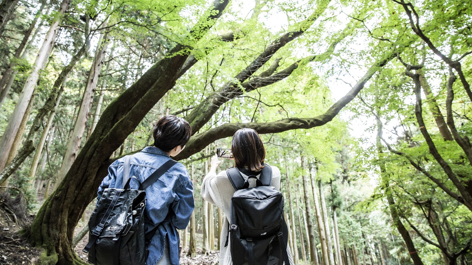 世界遺産・春日山原始林でのハイキング