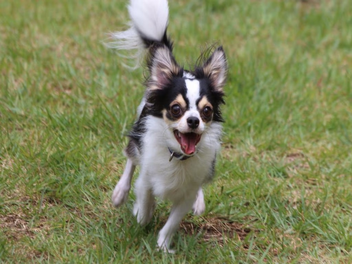 【素泊まり】【愛犬受入可】愛犬と過ごせるコテージステイ【2025年10月29日（水）開業】