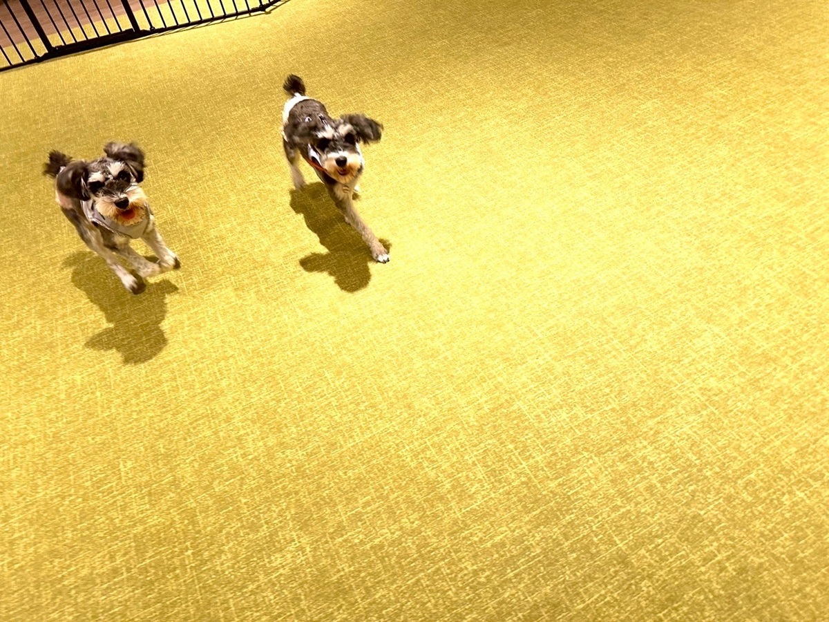 屋内ドッグラン