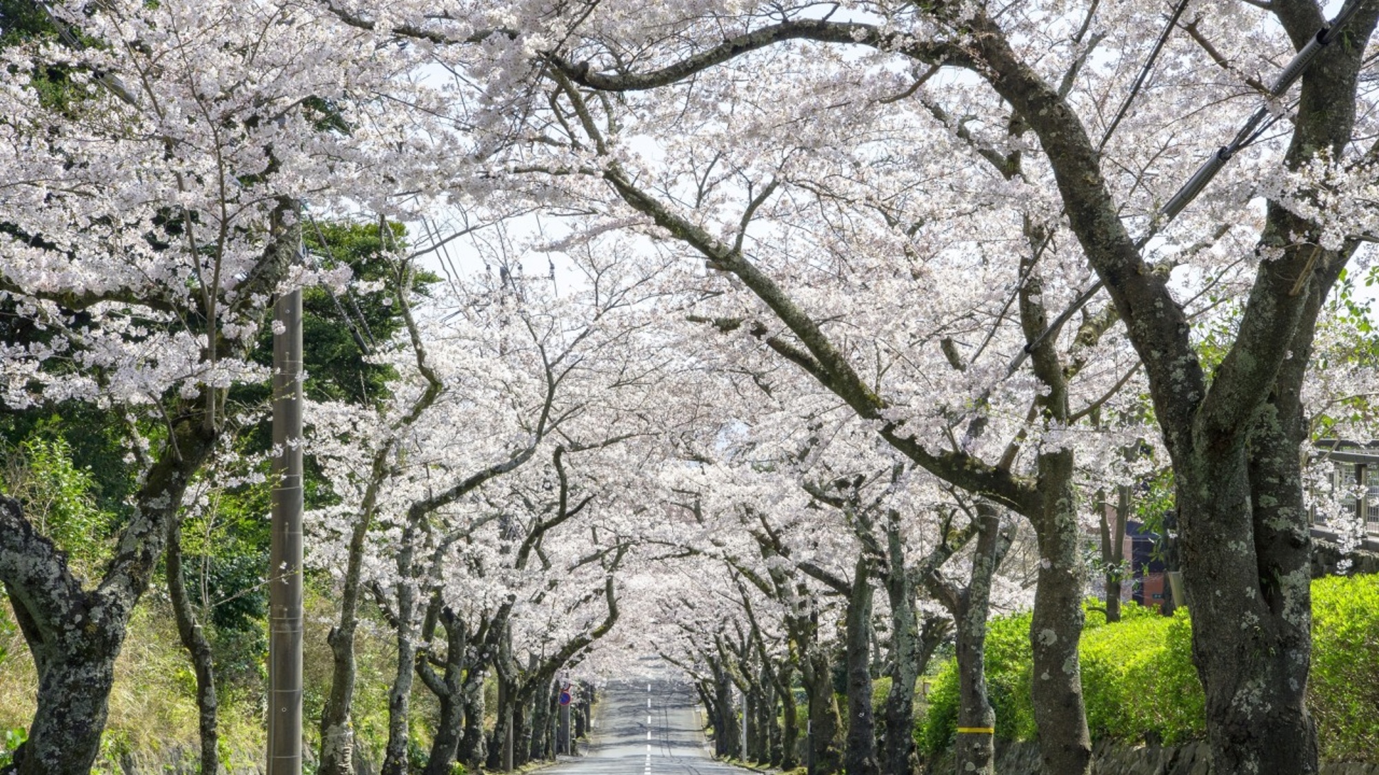 【伊豆高原の桜並木】3月下旬には全長3000ｍの桜並木、ソメイヨシノの「桜のトンネル」が楽しめます
