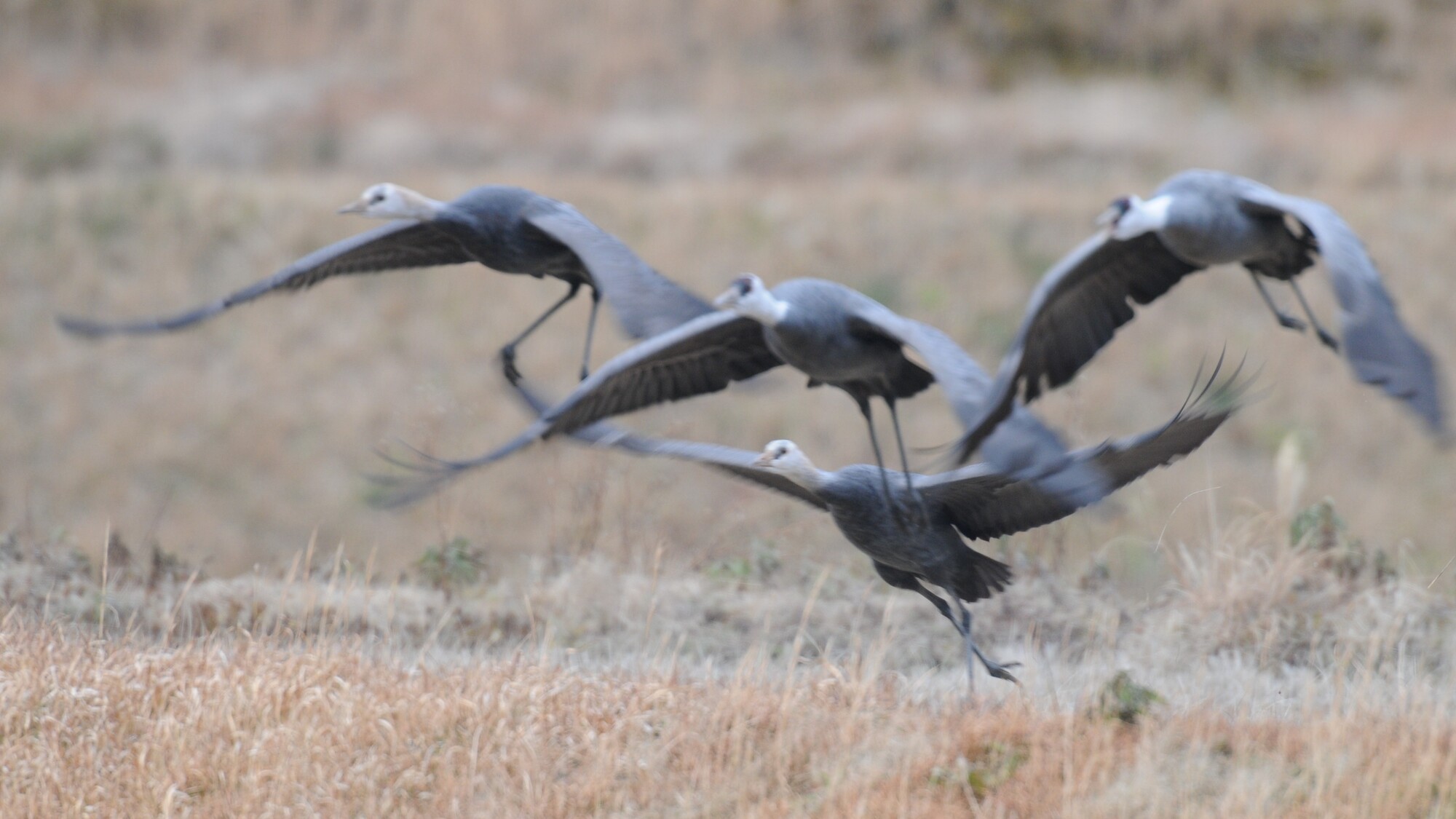 八代のツル（ホテルより車で約30分）