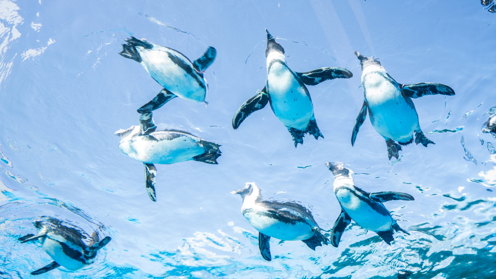 サンシャインシティ：サンシャイン水族館