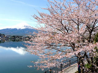 ４月中旬が見ごろの河口湖の桜。 