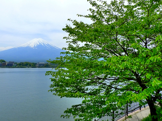 新緑に包まれる５月の河口湖。 